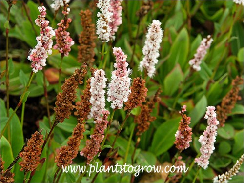 This is late in the blooming season and there are many dried flowers plus some have faded to a lighter pink.